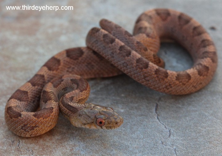 Everglades Rat Snake